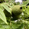 ořešák černý lat. Juglans nigra 60-80 cm
