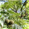 ořešák černý lat. Juglans nigra 60-80 cm
