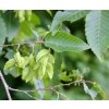 habr Turčaninovův lat. Carpinus turczaninowii 40-60cm
