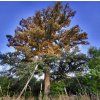 Dub dvoubarevný lat. Quercus bicolor
