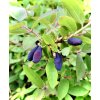 zimolez kamčatský lat. Lonicera caerulea var. kamtschatica syn. kamčatská borůvka  20-40 cm