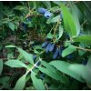 zimolez kamčatský lat. Lonicera caerulea var. kamtschatica syn. kamčatská borůvka  20-40 cm
