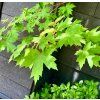 javor stříbrný lat. Acer saccharinum