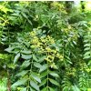 žlutodřev vínobobovitý lat. Zanthoxylum schinifolium syn. sečuánský pepř, Fagara 30-60cm