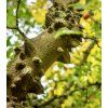 Fagara sp. syn. sečuánský pepř, anýzovy pepř, lekořicový pepř, zanthoxylum