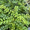 Fagara sp. syn. sečuánský pepř, anýzovy pepř, lekořicový pepř, zanthoxylum