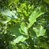 platan javorolistý lat. Platanus × acerifolia syn. platan hispánský