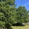 platan javorolistý lat. Platanus × acerifolia syn. platan hispánský