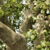 platan javorolistý lat. Platanus × acerifolia syn. platan hispánský 60-80cm