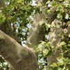 platan javorolistý lat. Platanus × acerifolia syn. platan hispánský