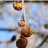 platan javorolistý lat. Platanus × acerifolia syn. platan hispánský 60-80cm
