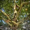 platan javorolistý lat. Platanus × acerifolia syn. platan hispánský