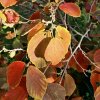 vilín prostřední lat. Hamamelis intermedia 20-40 cm
