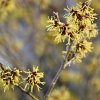 vilín prostřední lat. Hamamelis intermedia 20-40 cm