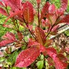blýskavka Fraserova ´Little Red Robin´ lat. Photinia x fraseri syn. blýskalka  Stálezelené keře s dekorativními červenými výhony