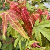 Acer elegantulum - pozdně jarní červené zabarvení