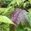 Javor elegantulum lat. Acer elegantulum 50-70 Cm