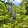 Šišky smrku Engelmannovo (Picea Engelmannii)