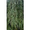 Chamaecyparis nootkatensis pendula moje3