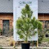 borovice himálajská lat. Pinus wallichiana  Exotická borovice s dlouhými převislými jehlicemi