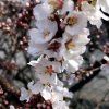 Višen plstnatá lat. Prunus tomentosa 30-60 Cm