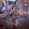 Višen plstnatá lat. Prunus tomentosa