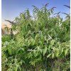 Komule lat. Buddleja nivea syn. komule sněhobílá syn. motýlí keř