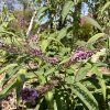 Buddleja Nivea - komule sněhobílá v plném květu