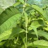 Komule lat. Buddleja nivea syn. komule sněhobílá syn. motýlí keř