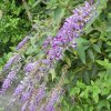 komule japonská lat. Buddleja japonica syn. motýlí keř 40-60 Cm