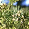 hlavotis Fortuneův lat. Cephalotaxus fortunei syn. tisová švestka 20-30 Cm