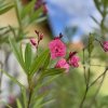 oleandr obecný lat. Nerium oleander barv. růžová