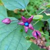 blahokeř trojmý Fargesův lat. Clerodendrum trichotomum var. Fargesii  Menší okrasný strom s vonnými květy a nápadnými plody