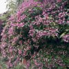 blahokeř trojmý Fargesův lat. Clerodendrum trichotomum var. Fargesii  Menší okrasný strom s vonnými květy a nápadnými plody