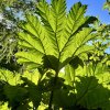Barota rukávovitá lat. Gunnera manicata  Exotická trvalka s obřími listy do vlhké půdy