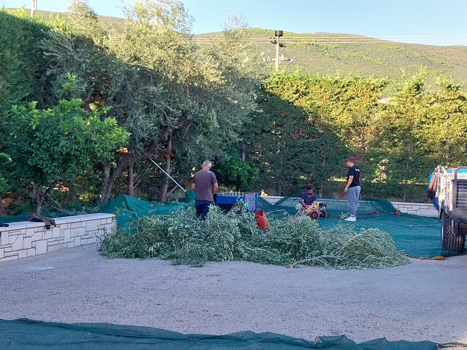 Start nové olivové sklizně 2024-2025.