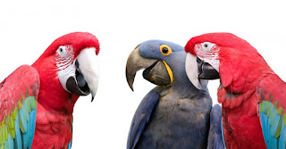 Papagáj a rozprávanie