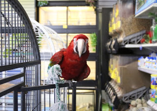 Prečo práve papagáj a kde ho zohnať – časť 2.