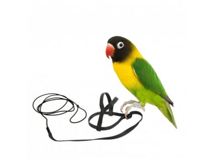 Traky a postroj pre papagáje a vtáky XXS (bez karabíniek) čierne