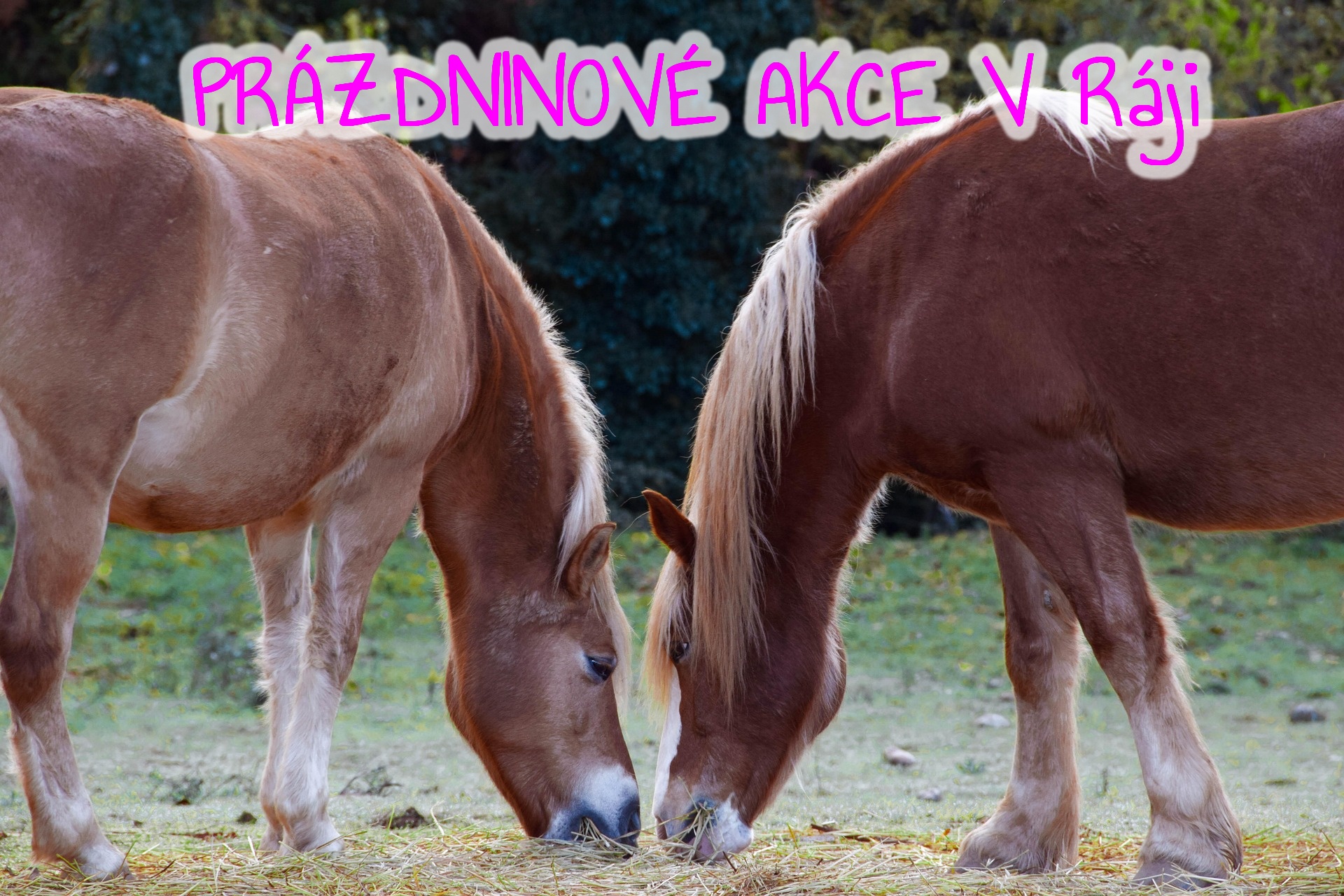 akce