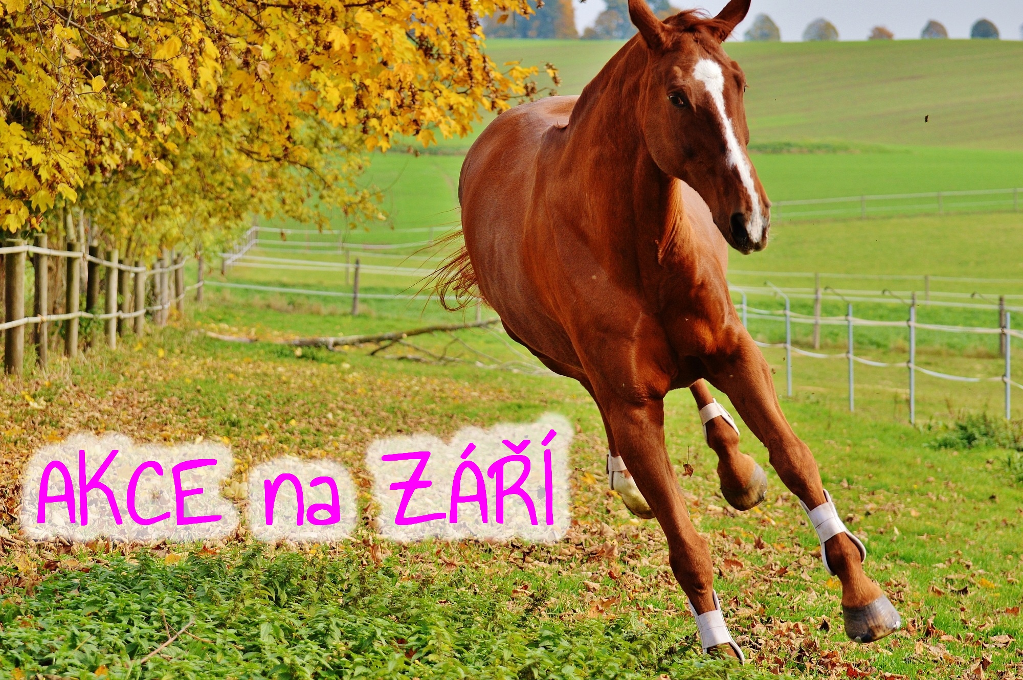 akce