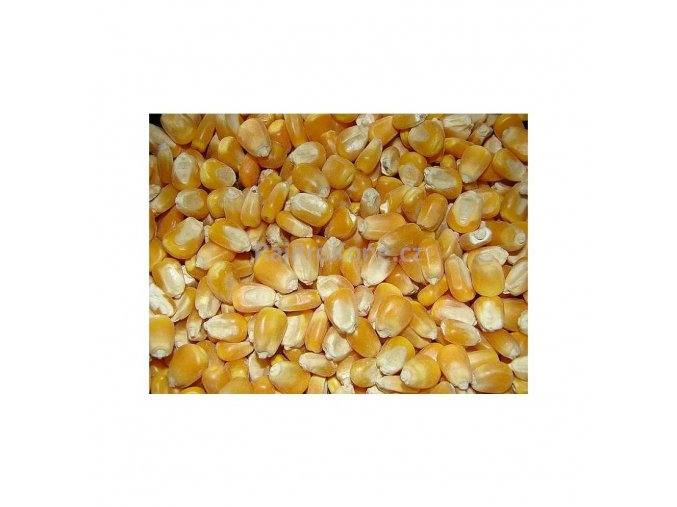 Kukuřice zrno, 50 kg