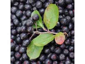 aronia