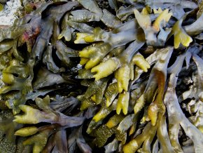 Kelpa - Hnědá mořská řasa z Ráje, 500 g