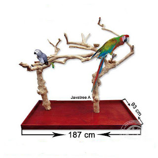 KÁVOVNÍKOVÝ STROM - Proč ano a proč ne