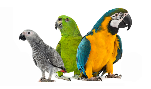 Papoušci a manikúra-pedikúra