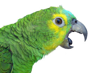 Papoušek a křik nebo jak si chránit uši