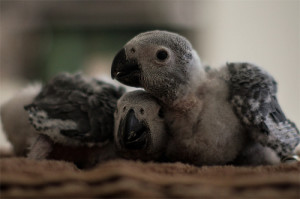 Proč právě papoušek a kde ho sehnat - část 3.