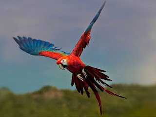 STOP zastřihování křídel papoušků