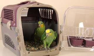 Transport - přeprava papouška